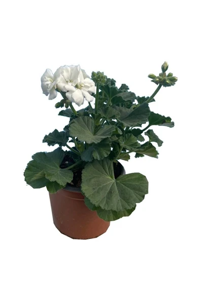 Sardunya Çiçeği Fidanı 10-20 cm ürün görseli 1