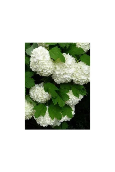Potted Viburnum Saksılı Kartopu Çiçeği 40-60 cm ürün görseli 1