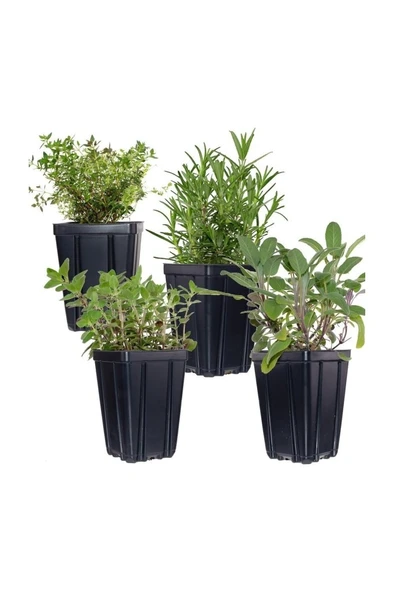 Kekik Lavanta Ikili Set 10-20 cm ürün görseli 1