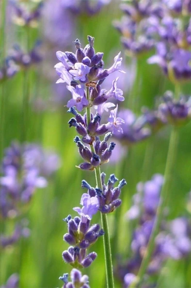 Lavanta - Lavandula Angustifolia Sevtopolis Saksıda 10-20 cm ürün görseli 1