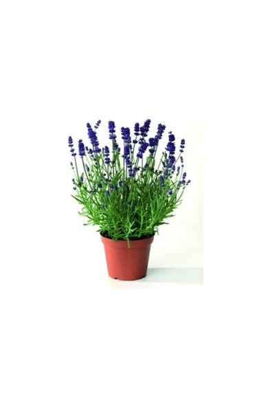 Salon Için Lavanta Çiçeği Fidanı 10-20 cm ürün görseli 1
