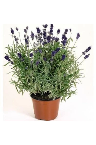 Saksılı Lavanta Fidesi Angustifolia 10-20 cm ürün görseli 1