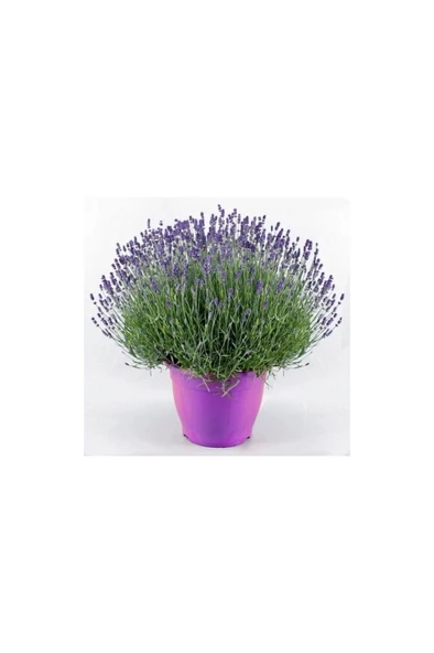 Lavanta – Lavandula Angustifolia Çiçeği Fidanı 10-20 cm ürün görseli 1