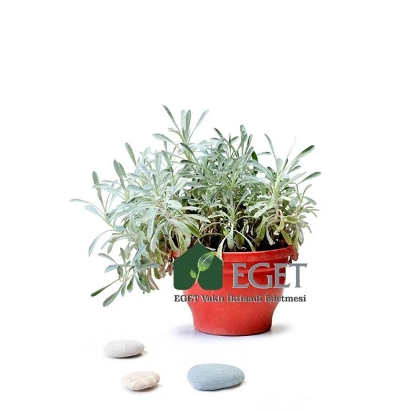Kül Gazanya (Gazania tomentosa) ürün görseli 1