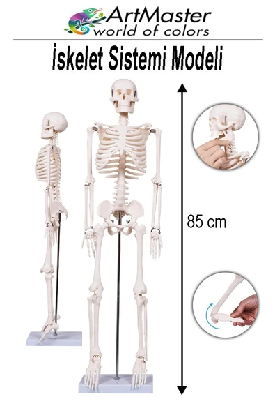 İskelet Sistemi Maketi 85 cm 1 Adet İnsan İskelet Modeli Haraketli Eğitim İskelet Anatomisi İskelet Sistemi ürün görseli 1