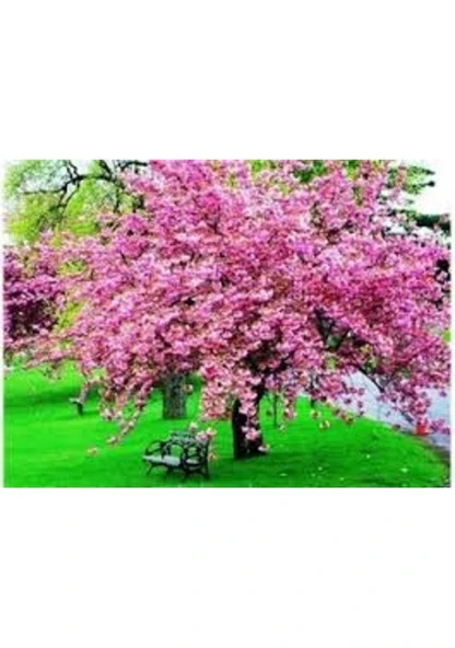 10 Adet Tohum Nadir Bulunan Japon Pembe Sakura Ağaç Ağacı Tohumu Hediye Tohumlu ürün görseli 1