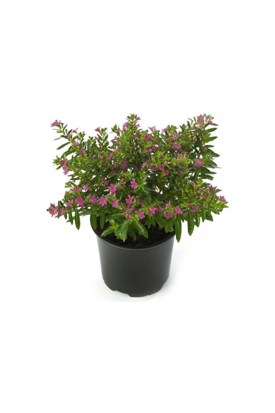 Kufeya (Cennet Çiçeği) Pembe Fidanı 10-20 cm ürün görseli 1