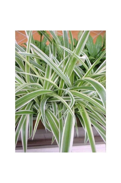Kurdele Çiçeği (Chlorophytum) Fidanı 10-20 cm ürün görseli 1