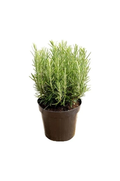 Biberiye Fidanı 1 Adet 15-25 cm Rosemary ürün görseli 1
