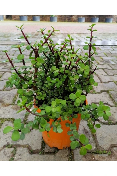 Yeşim Çiçeği Fidanı 10-20 cm - Resim 2