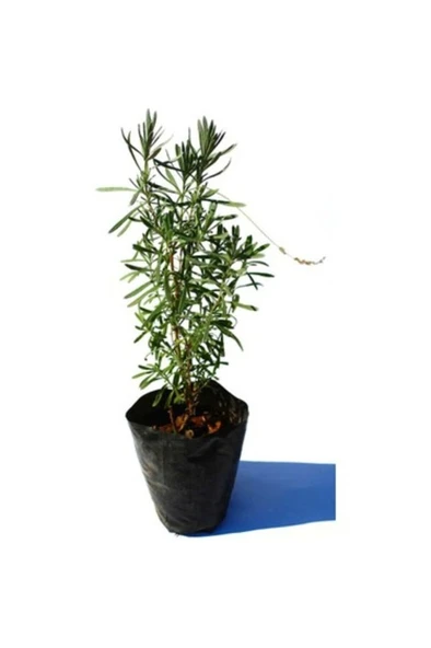 Lavanta Lavandula İntermedia 10-20 cm ürün görseli 1