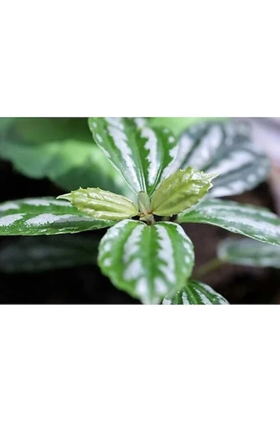 Silver Begonia Seedling Gümüş Begonya Fidanı 10-20 cm ürün görseli 1