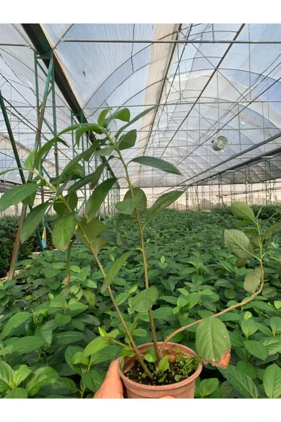 Viking Siyah Aronia Chokeberry Fidanı 1 Adet ürün görseli 1