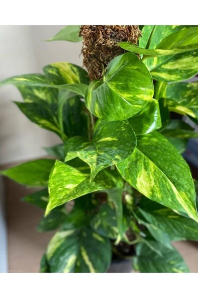 Sarkıcı Potos Sarmaşığı Epipremnum Aureum 10-20 cm ürün görseli 1