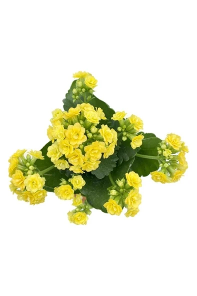 Sarı Kalanchoe Fidanı (Kalanşo) 10-20 cm ürün görseli 1
