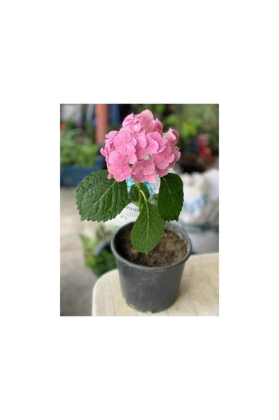 Pembe Ortanca Fidanı Hydrangea Mocnophylla 10-20 cm ürün görseli 1