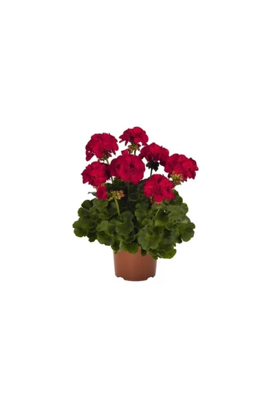 Kırmızı Sardunya Çiçeği Fidanı 10-20 cm ürün görseli 1