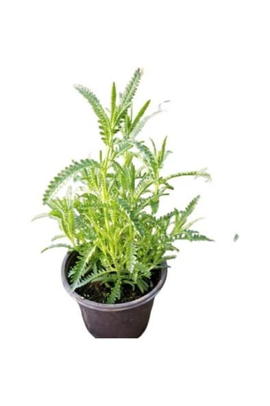 Lavanta Lavandula İntermedia 10-20 cm - Resim 4