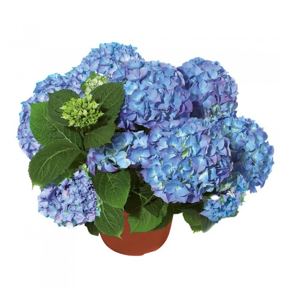 Ortanca Fidanı Hydrangea Macrophylla 10-20 cm - Resim 4