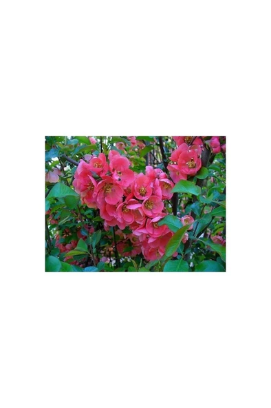 Saksılı Japon Ayvası Bahar Dalı Fidanı 20-30 cm Chaenomeles Japonica ürün görseli 1