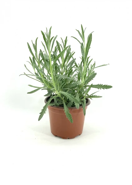 Yerli Üretim Lavanta Fidanı Fidesi 10-30 cm ürün görseli 1