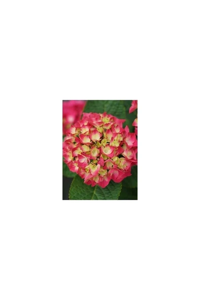 Yavruağzı Ortanca Fidanı Hydrangea Macrophylla 10-20 cm ürün görseli 1