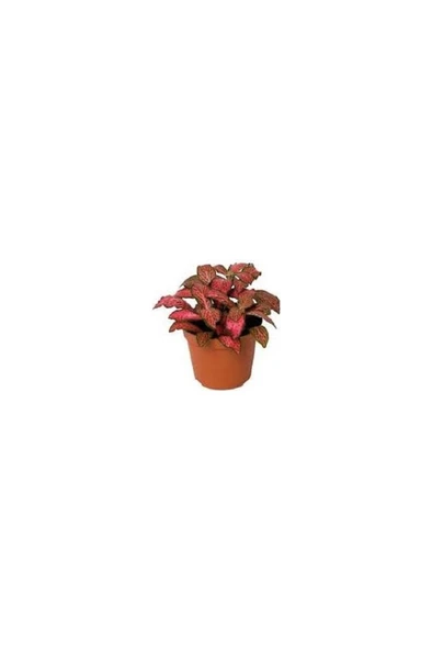Yaprak Güzeli Fittonia Kırmızı Puantiyeli 10-20 cm ürün görseli 1