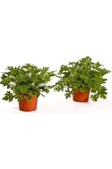 Gül Damlası Itır Çiçeği Fidanı 10-20 cm ürün görseli 1
