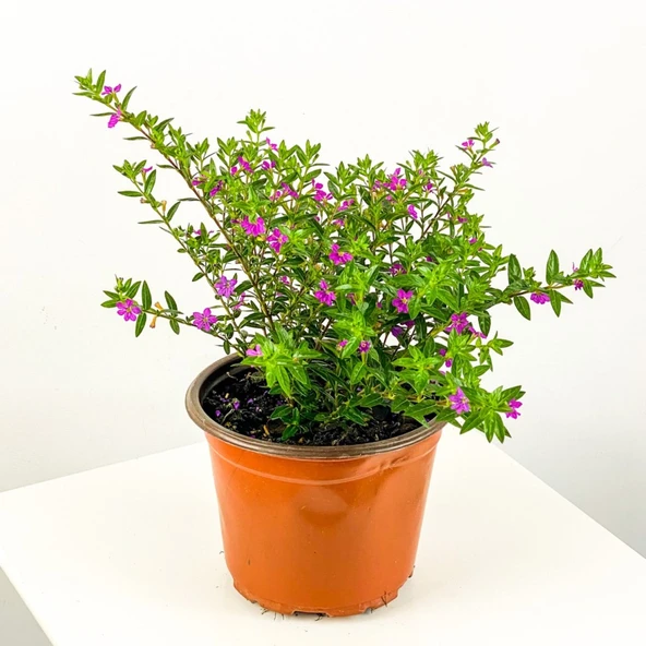 Kufeya Cennet Çiçeği Fidanı 10-20 cm - Resim 4