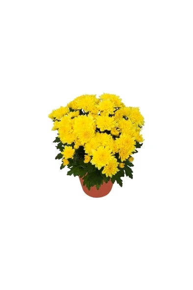 Saksıda Kasımpatı Çiçeği (Chrysanthemum) Sarı 10-20 cm ürün görseli 1