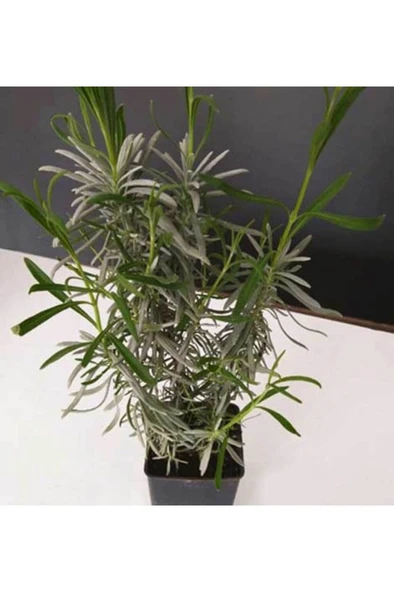 Lavanta Lavandula İntermedia 10-20 cm - Resim 2