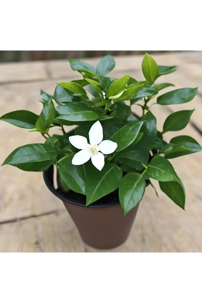 Rhyncospermum jasminoides Star Arap Yasemini Fidanı 10-20 cm ürün görseli 1