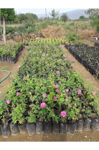 Isparta Rose Kokulu Isparta Gülü 10-20 cm ürün görseli 1