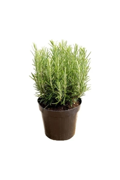 Biberiye Fidanı Rosemary  1 Adet 15-25 cm ürün görseli 1