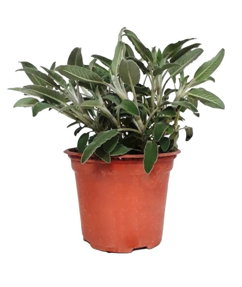 Adaçayı Şalba Fidanı Salvia Officinalis 10-20 cm ürün görseli 1
