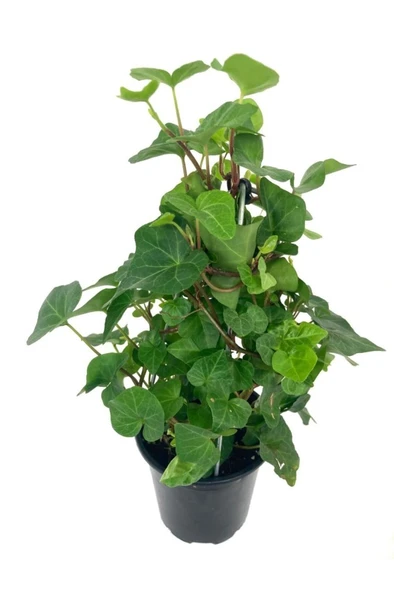 Hedera Canariensis - Kanarya Adası Sarmaşığı - Kaya Sarmaşığı ürün görseli 1