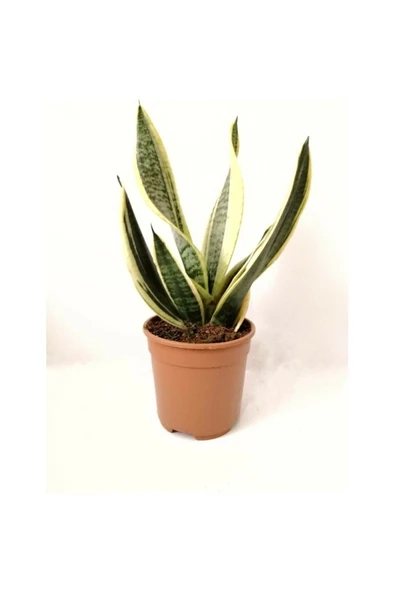 Sarı Çizgili Sanseveria Paşa Kılıcı 10-20 cm ürün görseli 1