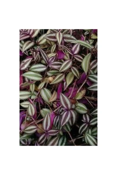 Tradescantia Zebrina (Telgraf) Çiçeği Fidanı Kahve 10-20 cm ürün görseli 1