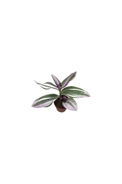 Telgraf Çiçeği Tradescantia Nanouk 10-20 cm - Resim 3