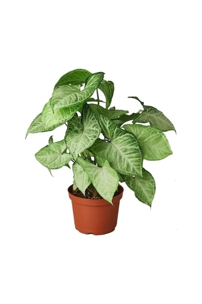 Syngonium Podophyllum Melek Kanadı Çiçeği Fidanı 10-20 cm ürün görseli 1