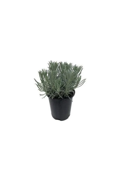 Lavanta Fidanı (Angustifolia) 10 Luk Saksıda 10-20 cm ürün görseli 1