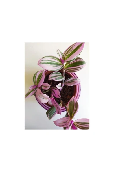 Telgraf Çiçeği Nanouk Telgraf Çiçeği Tradescantia Nanouk - Resim 3