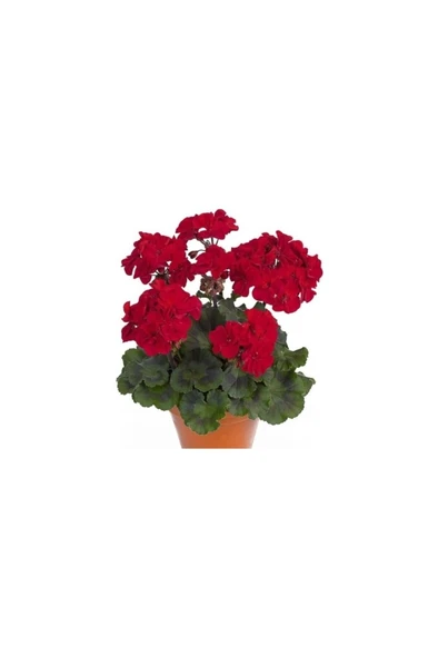 Sardunya Çiçeği Kırmızı 10-20 cm ürün görseli 1