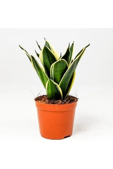 Paşa Kılıcı Peygamber Kılıcı Çiçeği Fidanı 10-20 cm ürün görseli 1