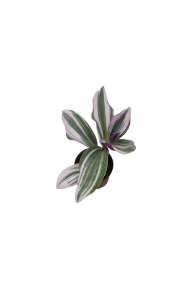 Telgraf Çiçeği Tradescantia Nanouk 10-20 cm - Resim 2