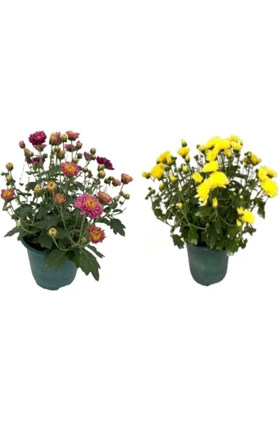 Kasımpatı Çiçeği  2 li Set 10-20 cm ürün görseli 1
