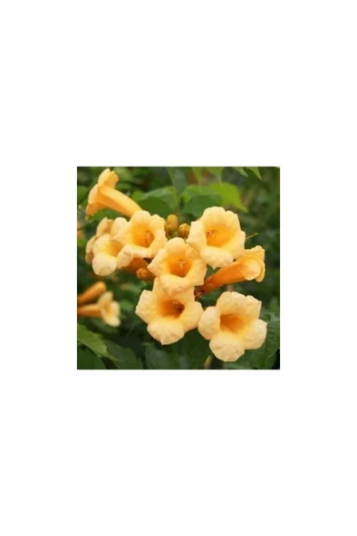 Yellow Persian Horn Flower Seedling Sarı Acem Borusu Çiçeği Fidanı 30-60 cm ürün görseli 1