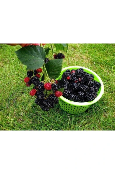 Dikensiz Jumbo Böğürtlen Fidanı 10-20 cm ürün görseli 1