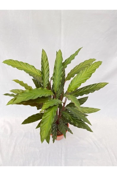 Kalatya-Calathea Rufibarba Wavestar Dua Çiçeği 10-20 cm ürün görseli 1