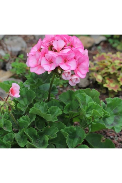 Pembe Minyatür Begonya Çiçeği Fidesi 10-20 cm ürün görseli 1